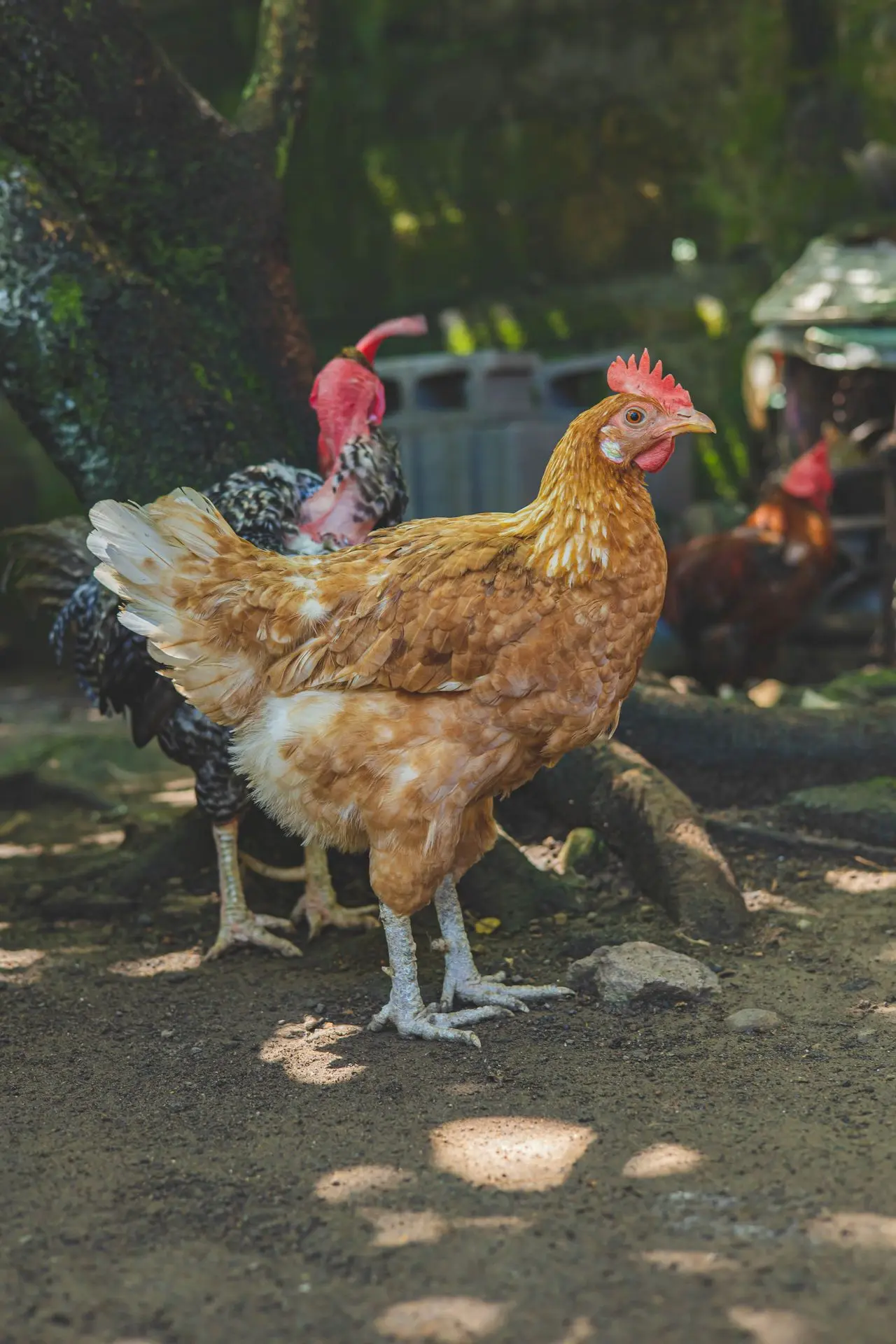 Svježa domaća jaja u kartonskom pakovanju